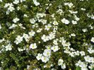 potentilla Abbotswood