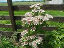 viburnum sargentii Onondaga