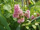 syringa Miss Canada