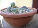 Grup de 5 Lophophora