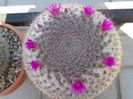 Mammillaria hahniana