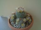 Mammillaria bocasana