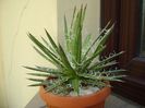 Agave x. leopoldii (A. filifera and A. filifera ssp. schidigiera)