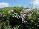 Paul's Himalayan Musk, Pirouette