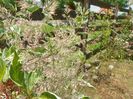 calamagrostis x acutiflora Overdam