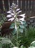 Hosta