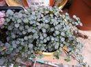 pilea glauca