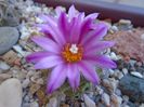 Turbinicarpus viereckii