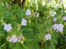 geranium pratense