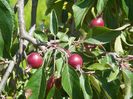 malus Cheal's Weeping