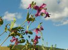 clematis Heather Herschell