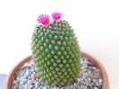 Mammillaria polythele cv. Stachellos