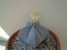 Astrophytum coahuilense