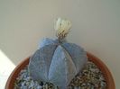 Astrophytum coahuilense