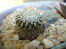 Turbinicarpus pseudopectinatus