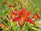 hemerocallis Crimson Pirate