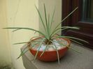 Agave stricta nana cv. Blue Form