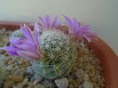 Mammillaria boolii