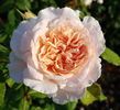 Rose de  Tolbiac (Urcator)