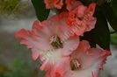 Gladiole 6