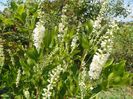 clethra alnifolia