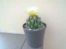 Thelocactus leucacanthus