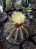 Eriocactus claviceps