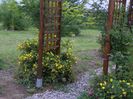 potentilla Goldfinger