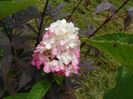 hydrangea pan. Fraise Melba