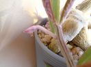 Monadenium montanum v. rubellum (Euphorbia neorubella)