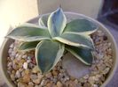 Agave applanata cv. Cream Spike