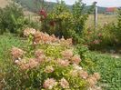 hydrangea pan. Phantom