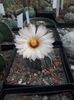 Astrophytum asterias