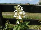 hydrangea pan. Tardiva