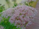 Sedum spectabile