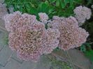 Sedum spectabile