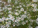 aster pringlei Monte Cassino