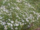 aster pringlei Monte Cassino