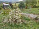 aster ericoides Schneetanne