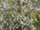 aster ericoides Schneetanne