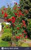 sympathie climbing rose, 10cm, 5m, fragrant