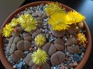 Lithops