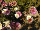 chrysanthemum Poesie