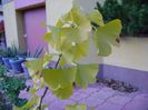 Ginkgo biloba