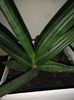 Sansevieria ED-EBY