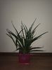 Sansevieria Kirki Friends