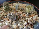 Grup de Copiapoa