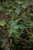 hedera-helix-ivalace-p-image-27987-grande