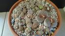 Lithops inceput de vegetatie