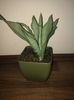 Sansevieria moonshine